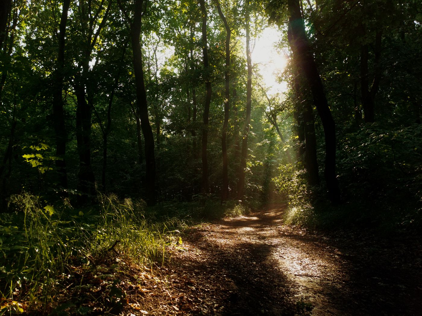 Warm sunlight on a quiet path through tall trees