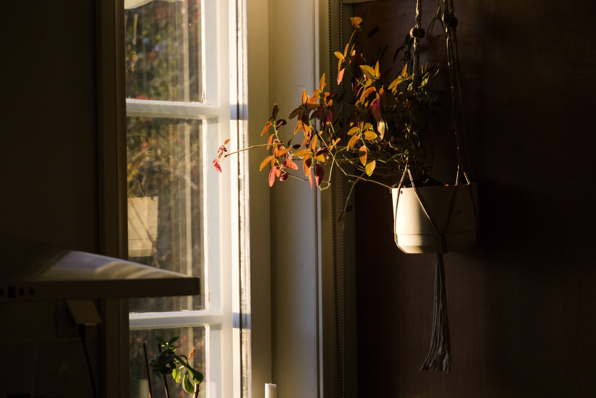 Soft afternoon light through a window with a potted plant in a calm room